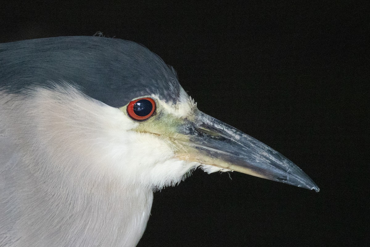 Black-crowned Night Heron - ML638651492