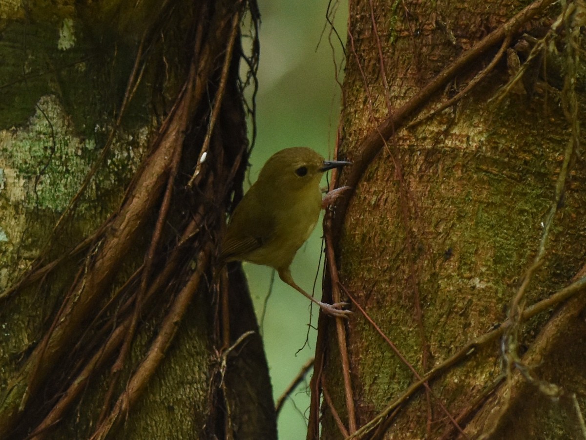Large-billed Scrubwren - ML638651506