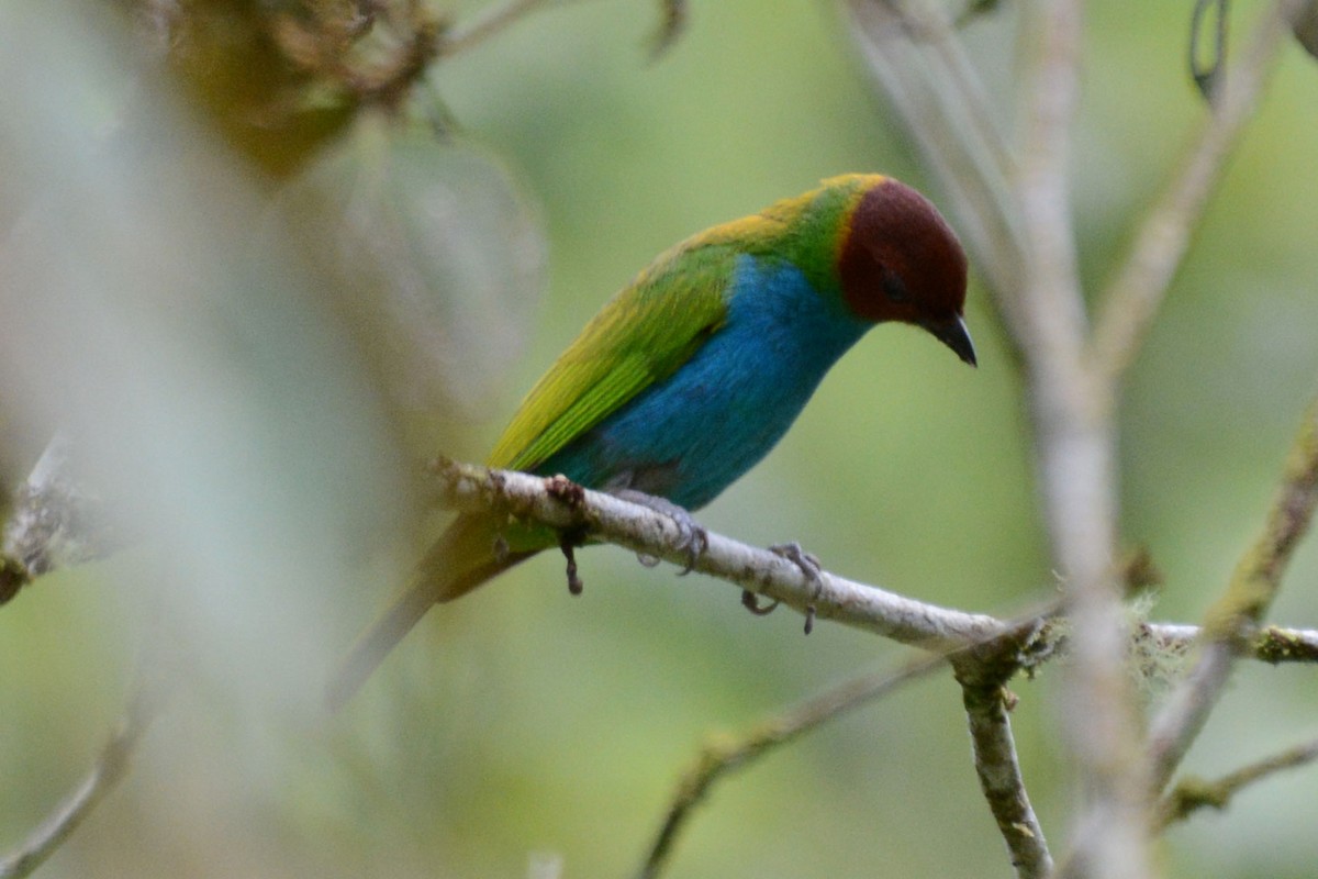 Bay-headed Tanager - Janet Rathjen