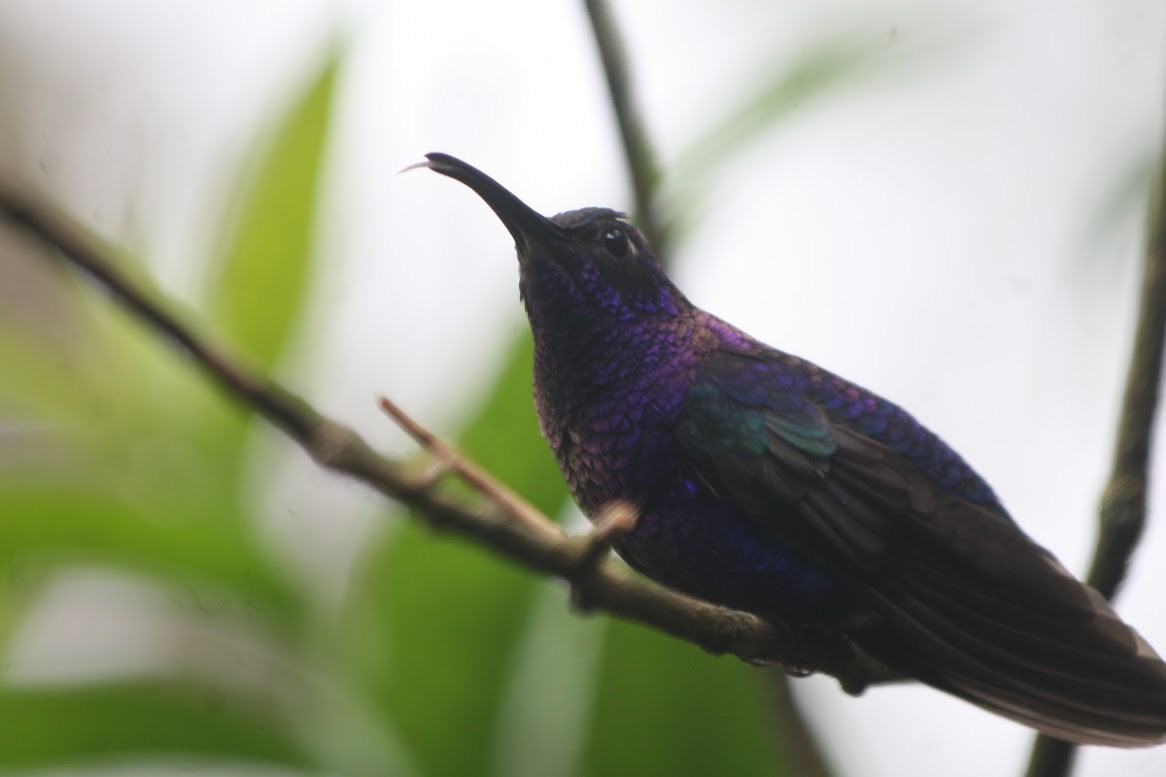 Violet Sabrewing - ML638651510