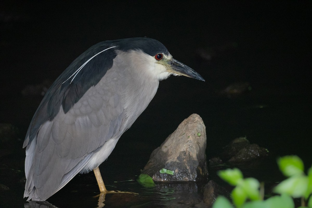 Black-crowned Night Heron - ML638651528