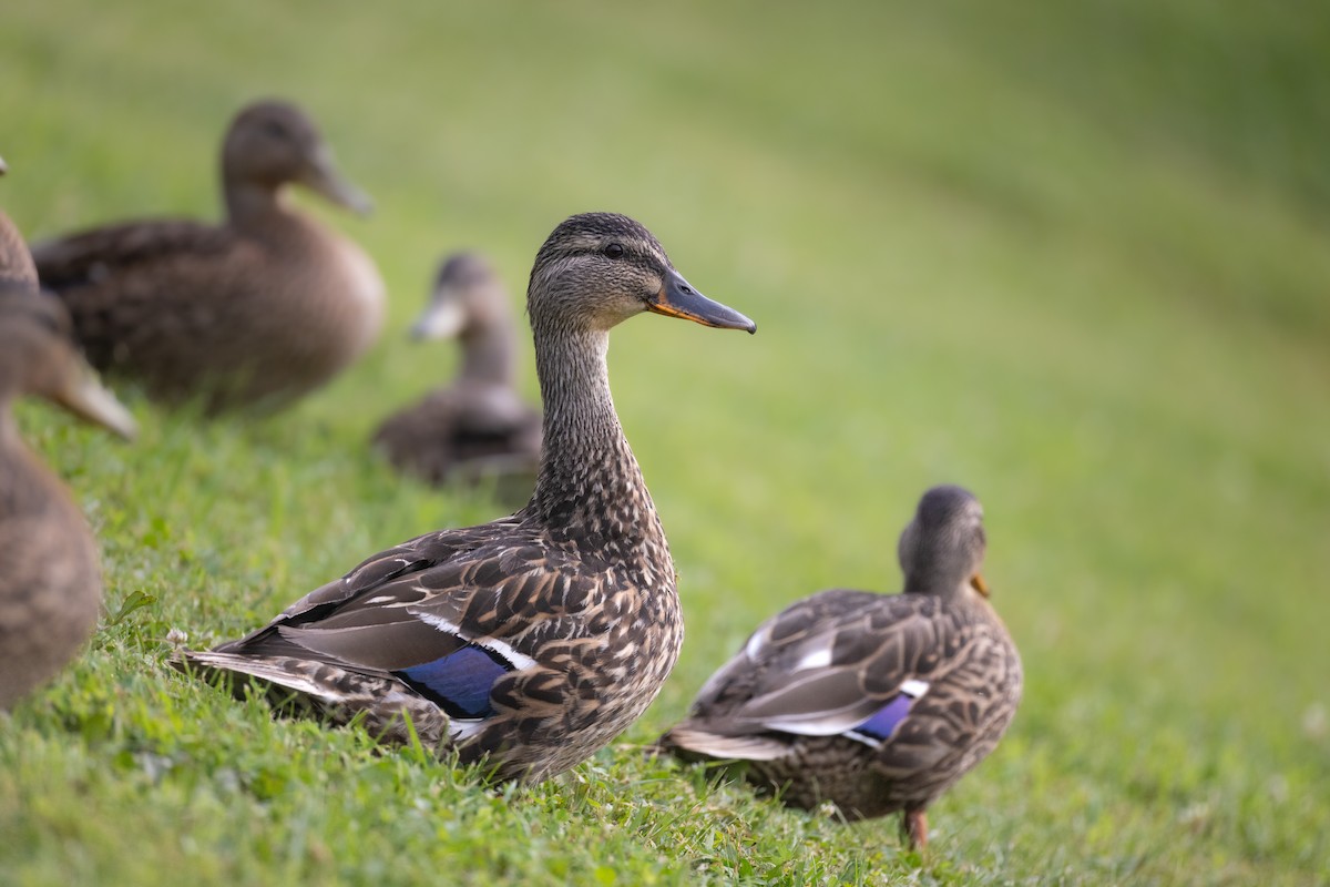 Mallard - ML638651531