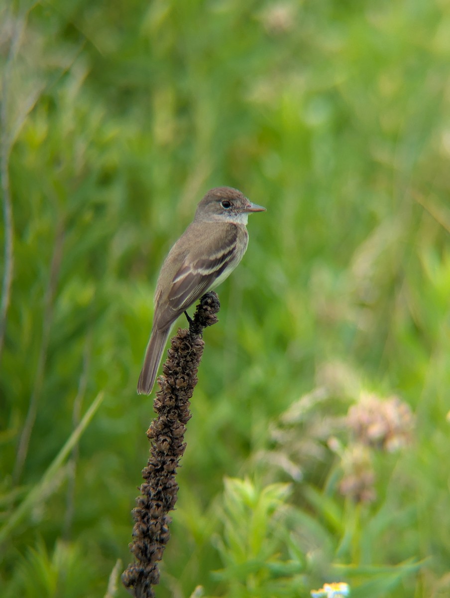 Willow Flycatcher - ML638651532