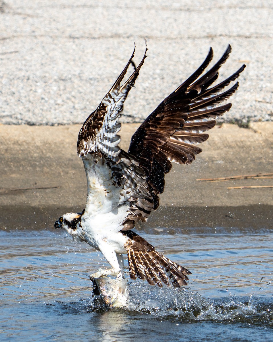 Osprey - ML638651533