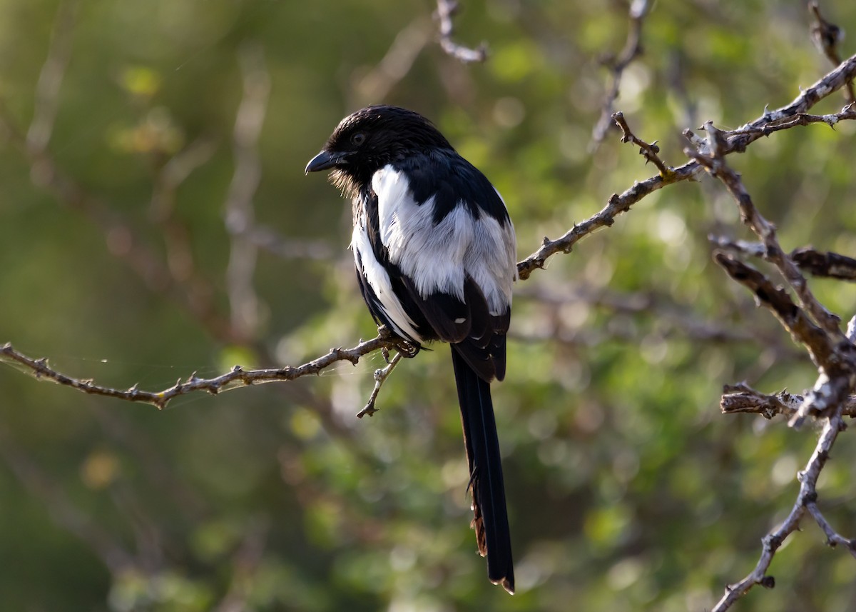 Magpie Shrike - ML638651535