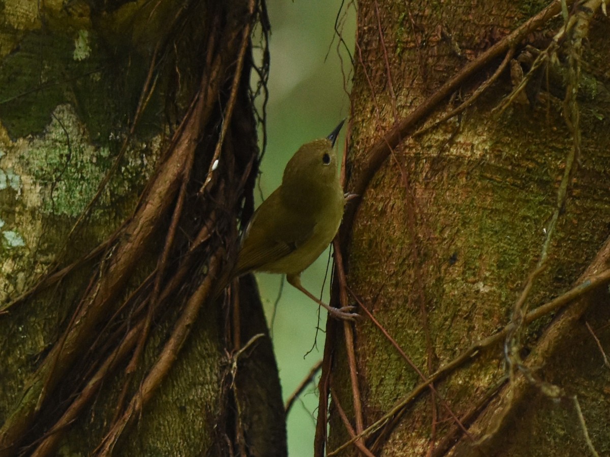 Large-billed Scrubwren - ML638651544