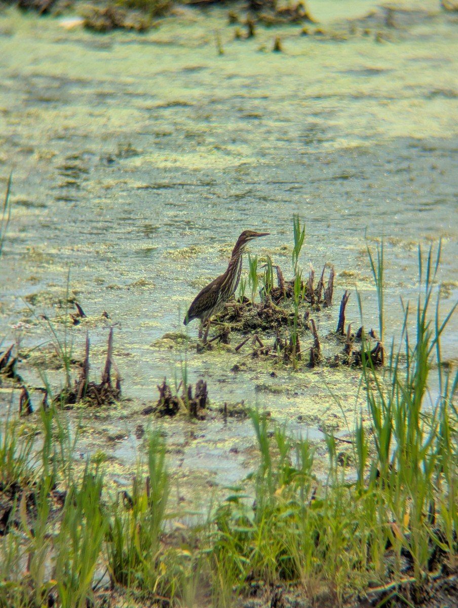 Green Heron - ML638651545