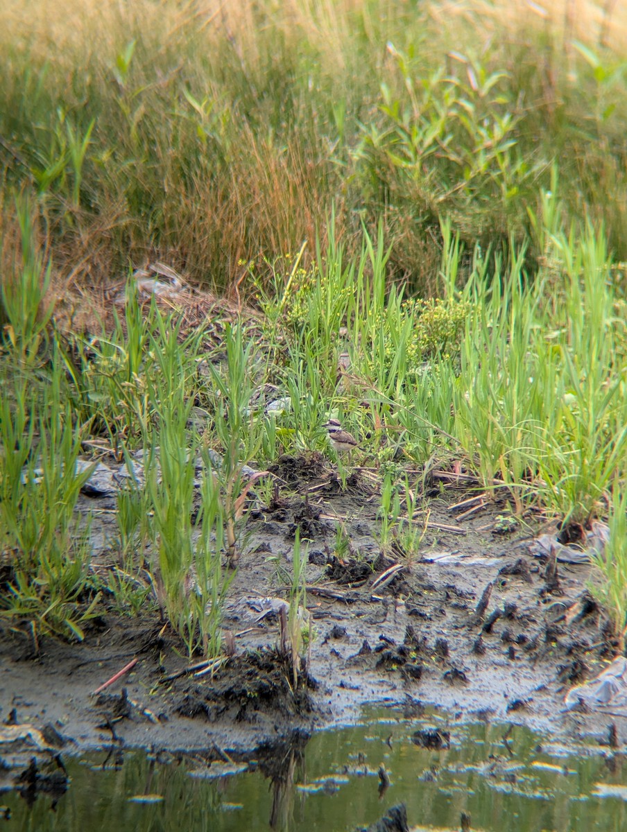 Killdeer - ML638651562