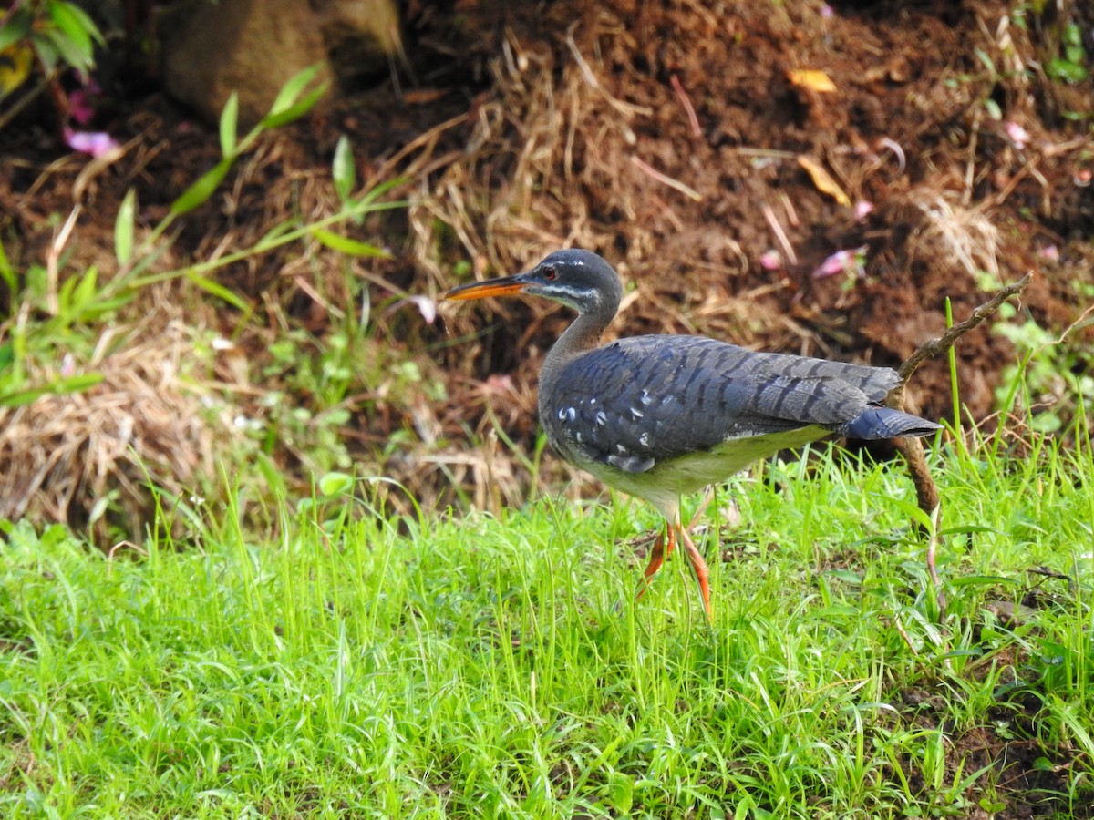 Sunbittern - ML638651606
