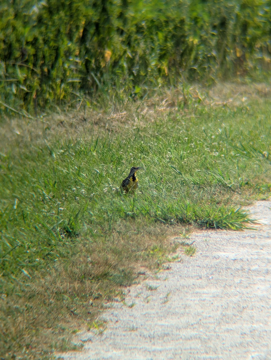 Eastern Meadowlark - ML638651611