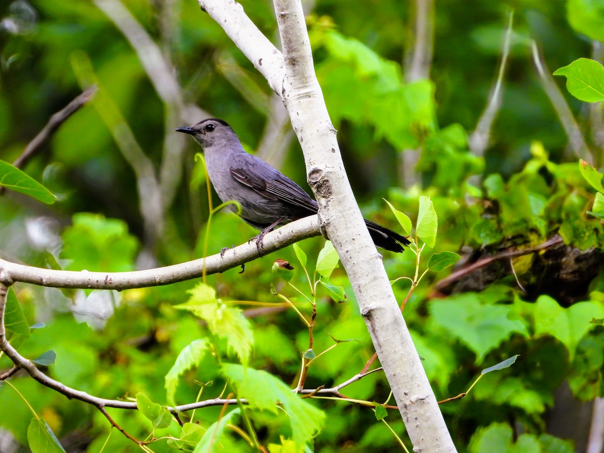 Gray Catbird - ML638651625