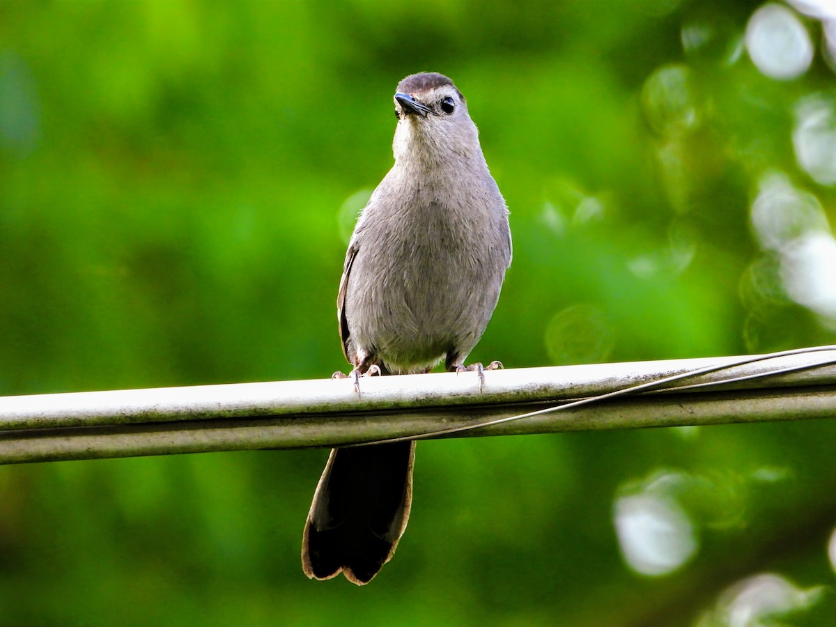 Gray Catbird - ML638651632
