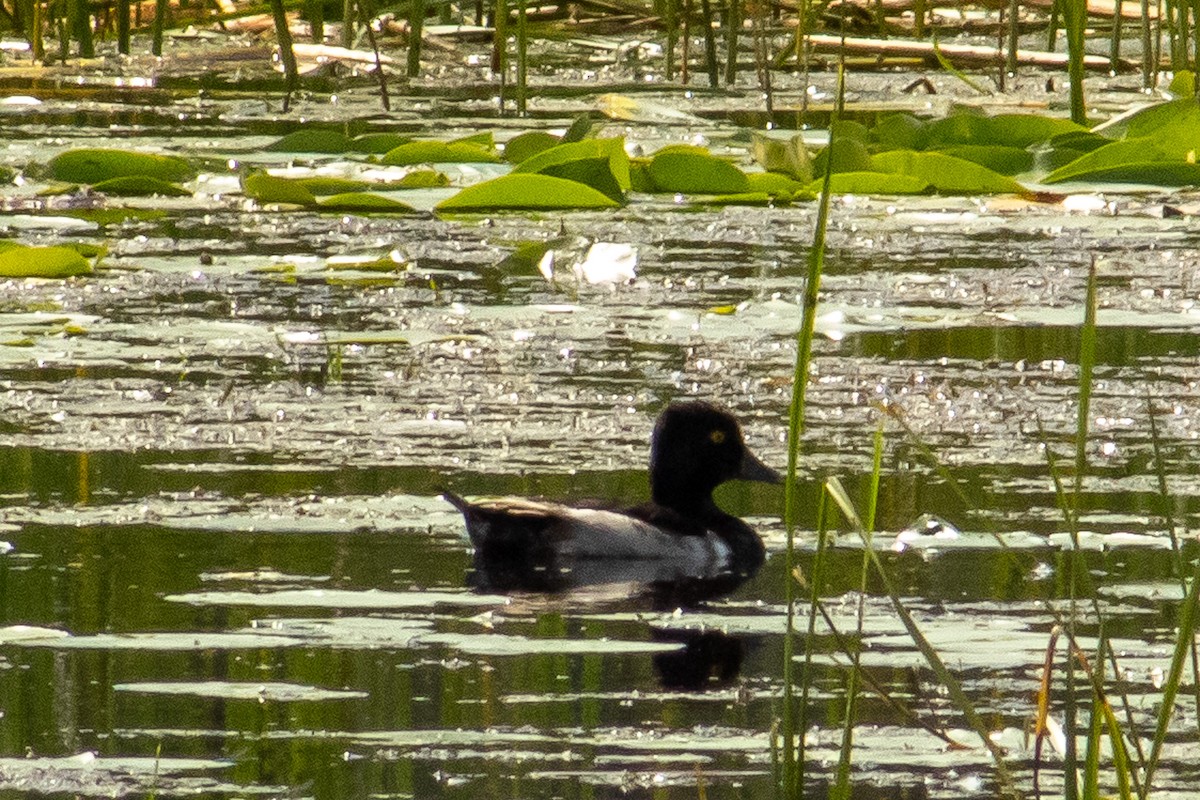 Ring-necked Duck - ML638651633