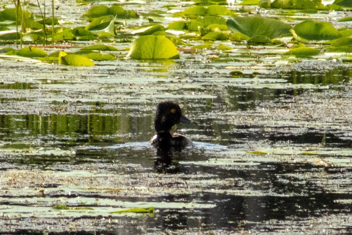 Ring-necked Duck - ML638651634