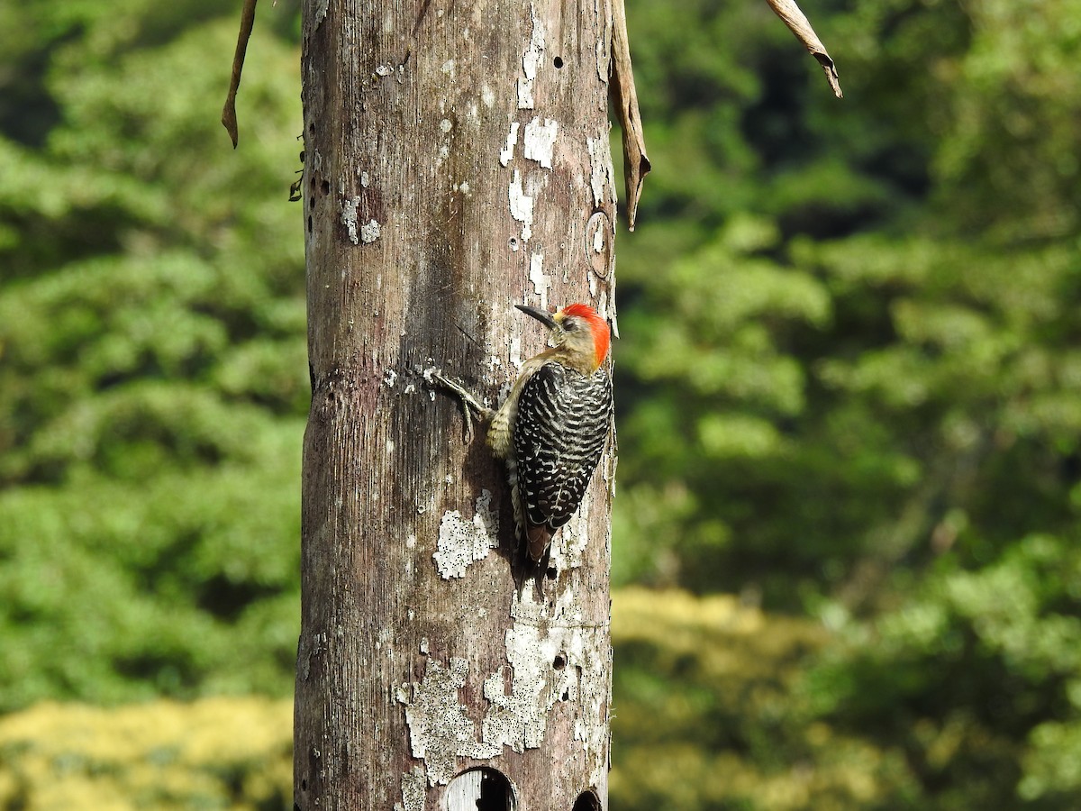 ub. spett (Picidae sp.) - ML638651636
