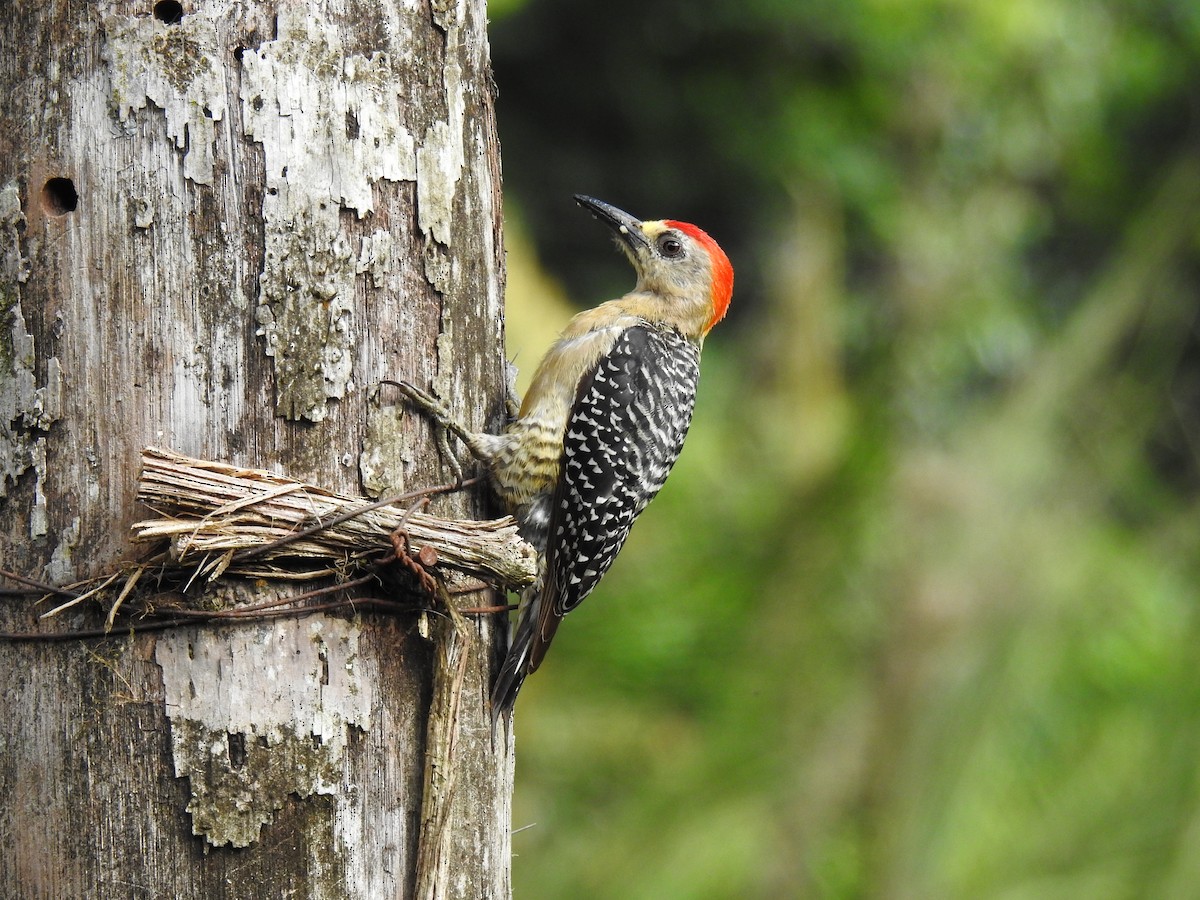 ub. spett (Picidae sp.) - ML638651637