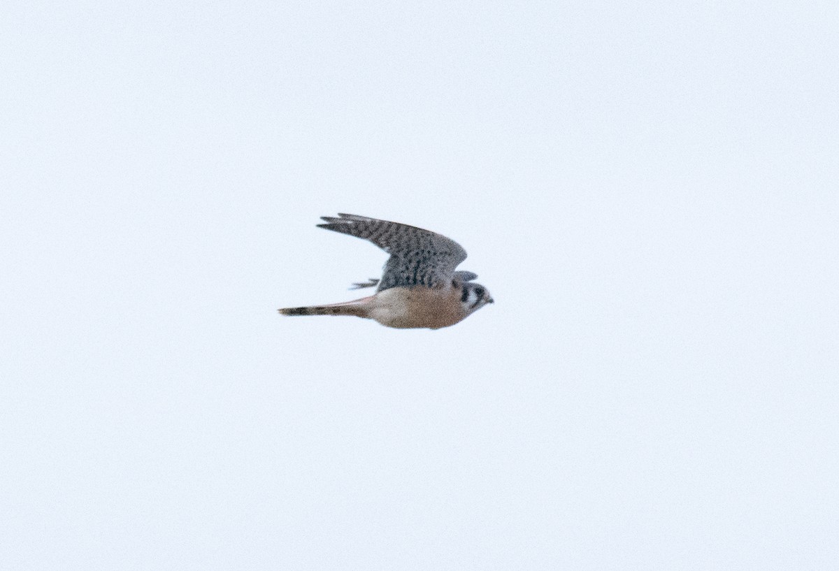 American Kestrel - ML638651685
