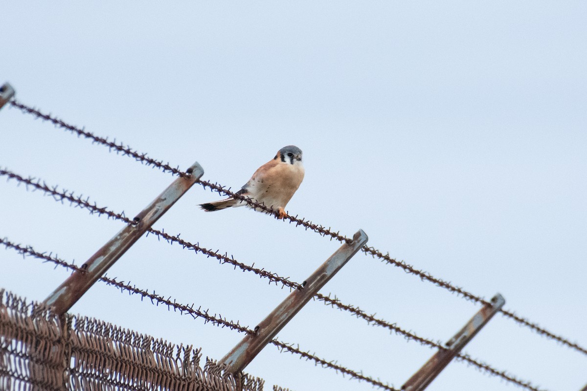 American Kestrel - ML638651686