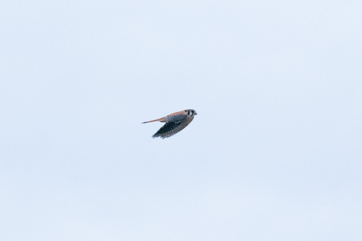 American Kestrel - ML638651687