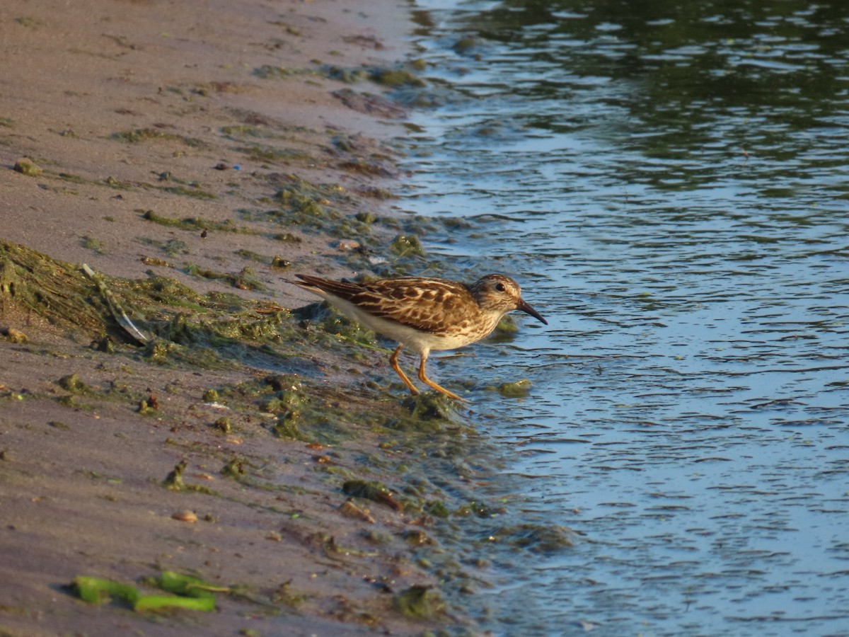 pygmésnipe - ML638651693