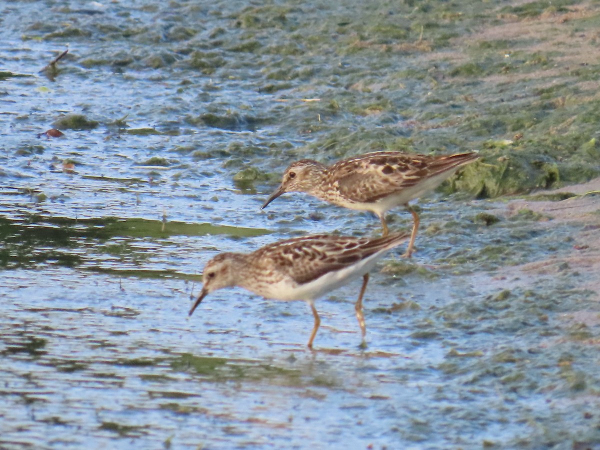 pygmésnipe - ML638651694