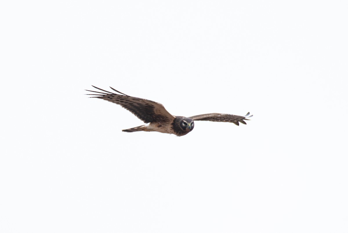 Northern Harrier - ML638651696