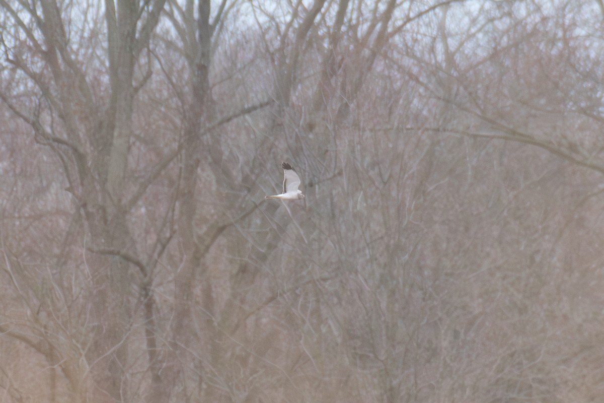 Northern Harrier - ML638651704