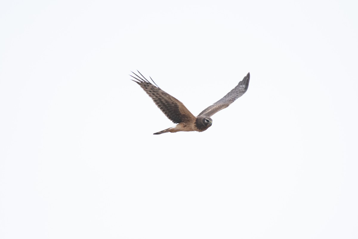 Northern Harrier - ML638651705