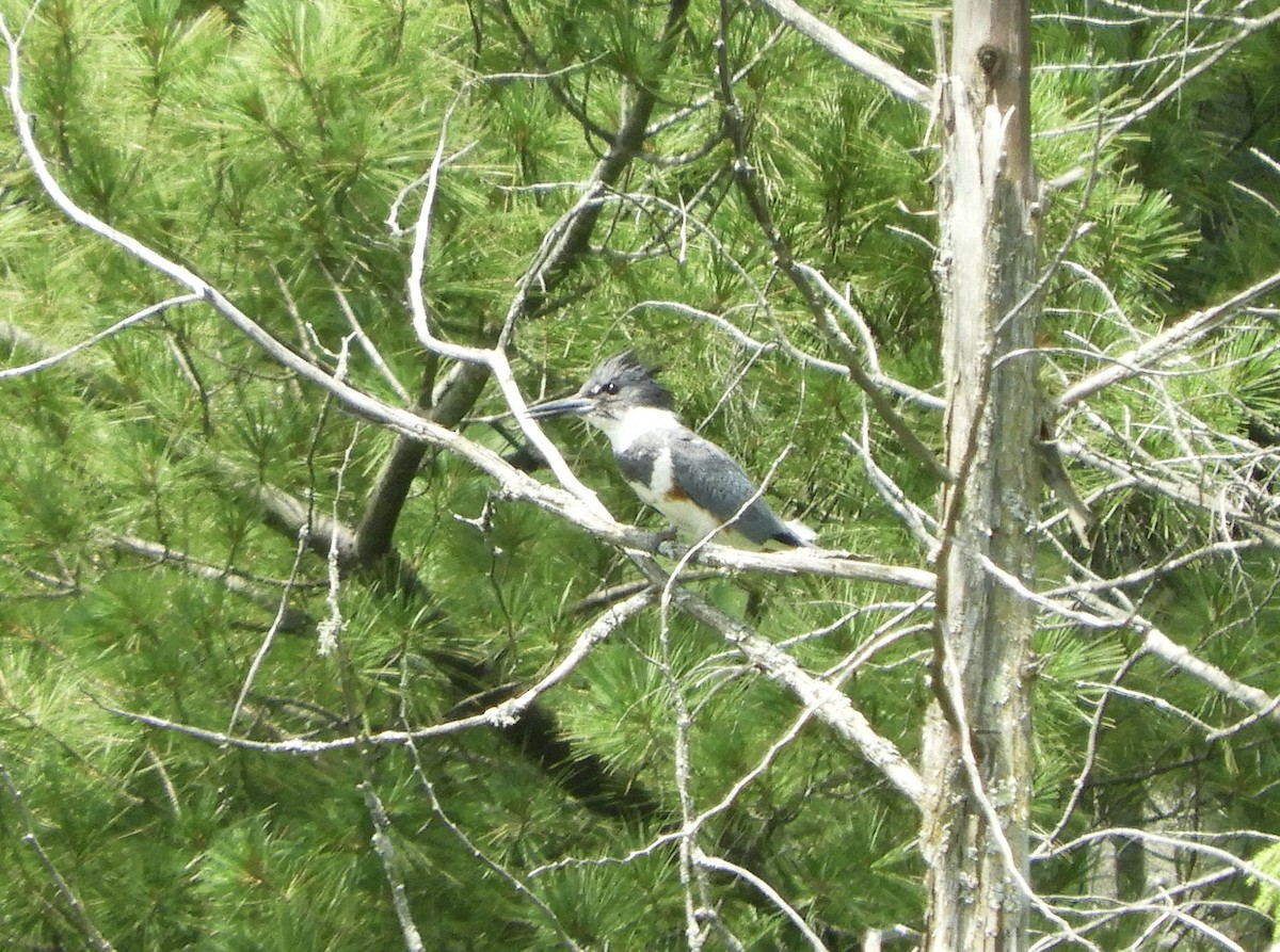 Belted Kingfisher - ML638651707