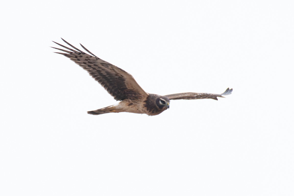 Northern Harrier - ML638651712