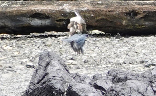 Belted Kingfisher - ML638651743