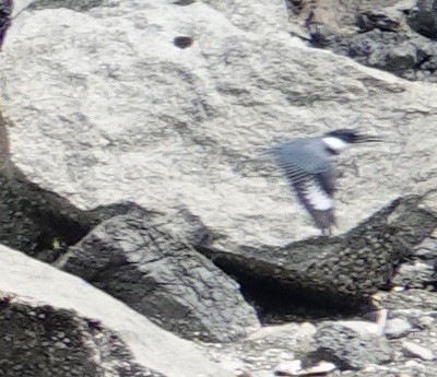 Belted Kingfisher - ML638651746