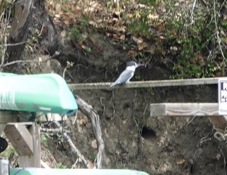 Belted Kingfisher - ML638651753