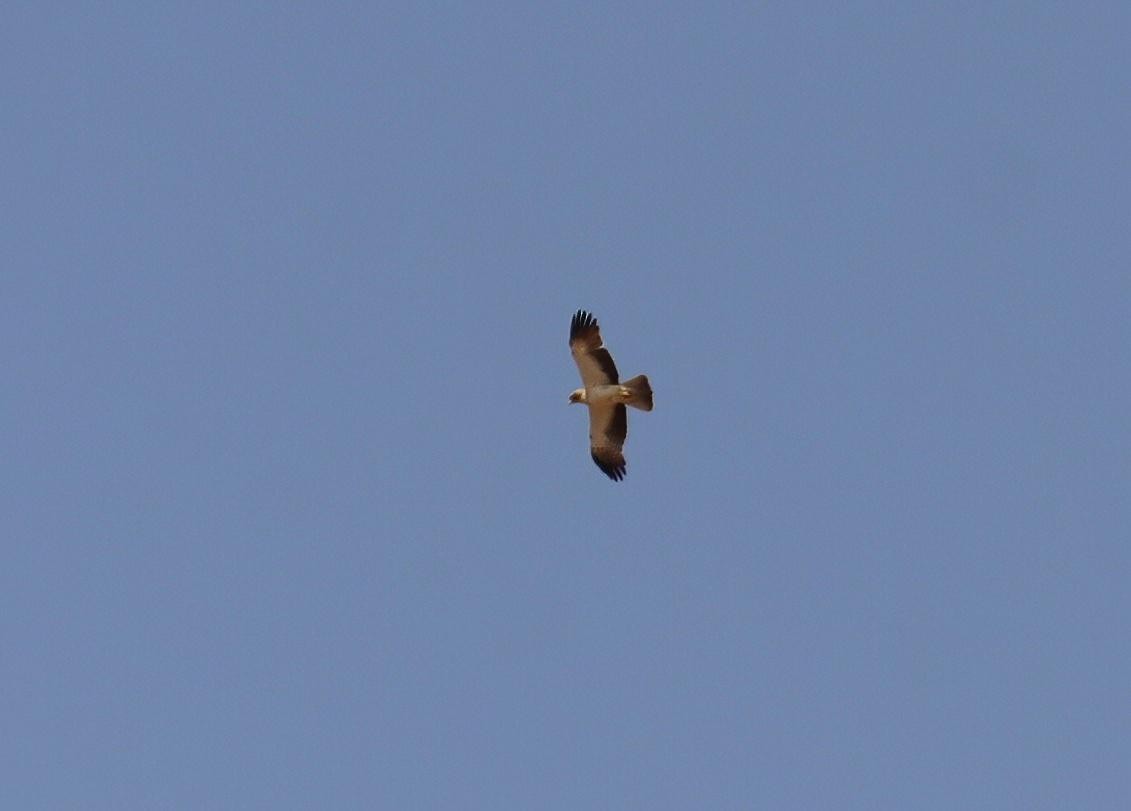 Küçük Kartal - ML638651762