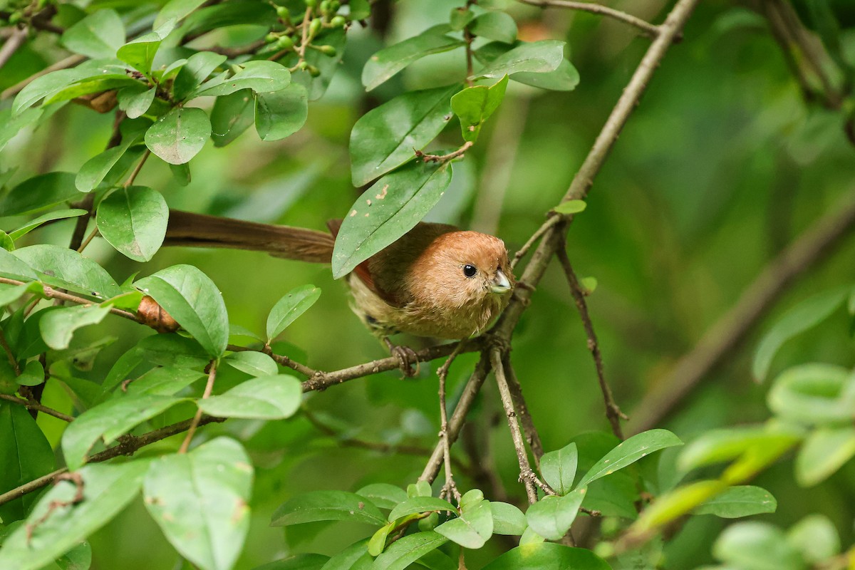 Vinous-throated Parrotbill - ML638651786