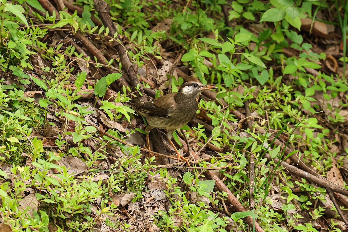 White-cheeked Starling - ML638651787