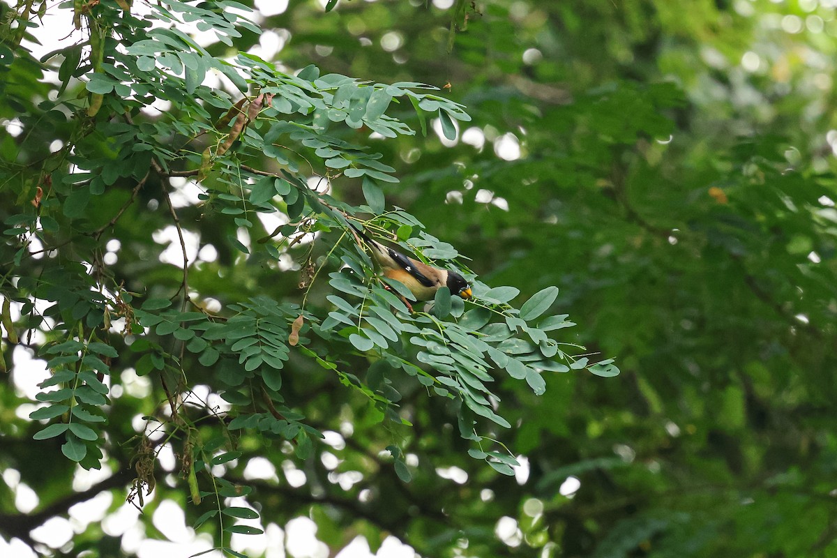 Yellow-billed Grosbeak - ML638651803