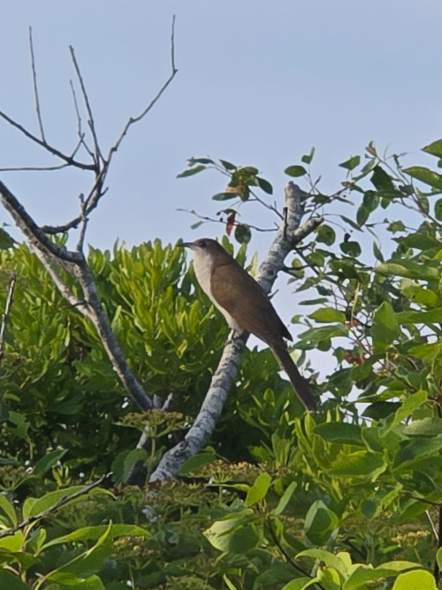 Black-billed Cuckoo - ML638651842