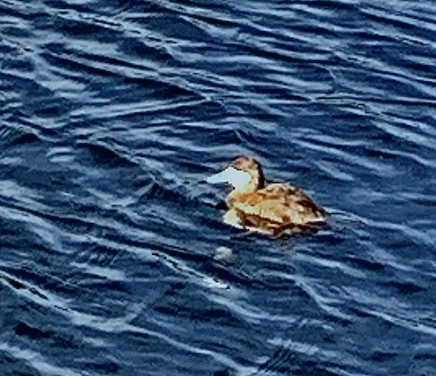 Ruddy Duck - ML638651845