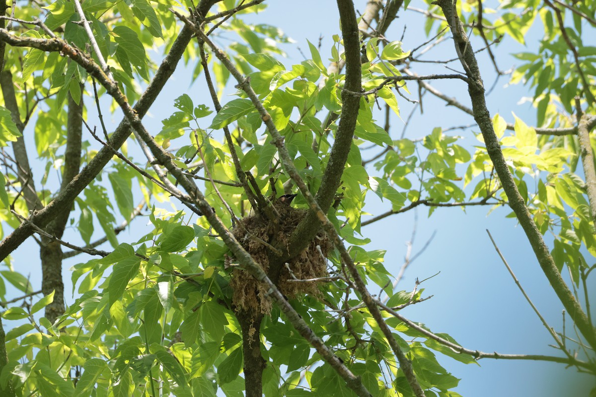 Cedar Waxwing - ML638651849