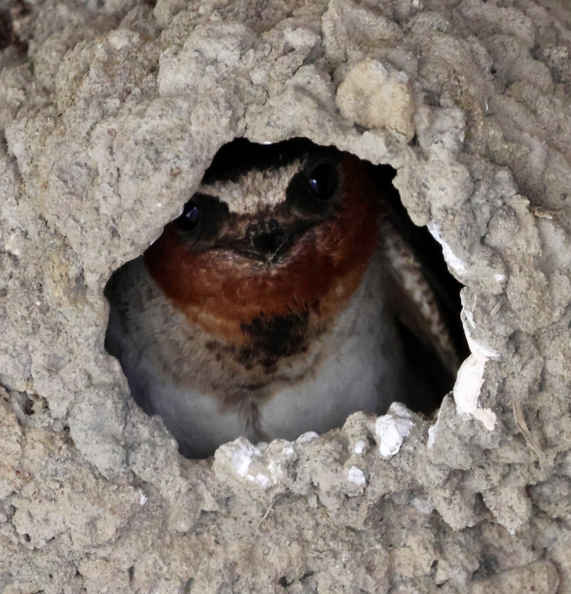 Cliff Swallow (pyrrhonota Group) - ML638651851