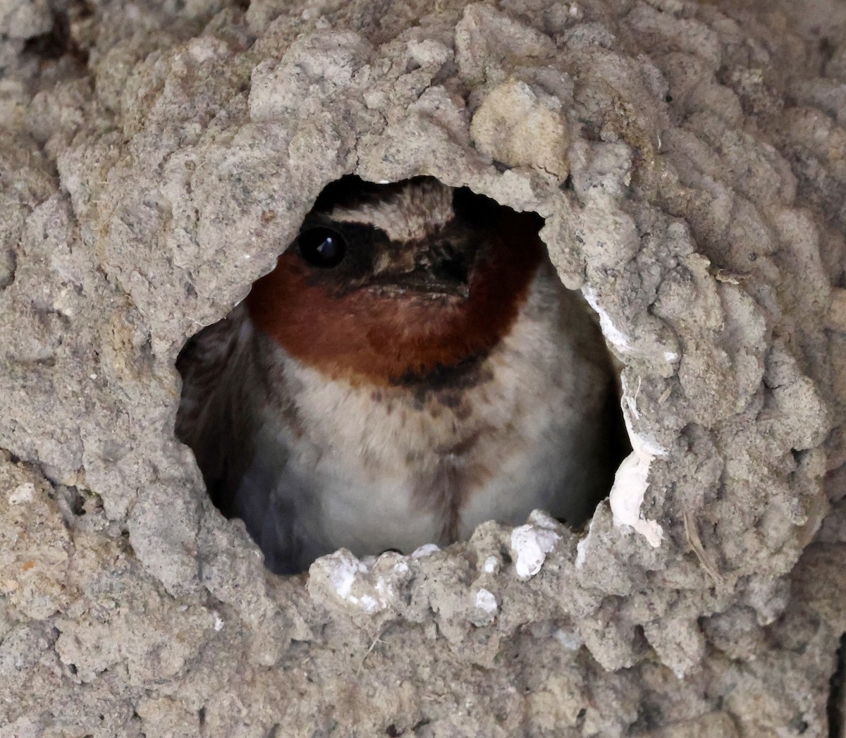 Cliff Swallow (pyrrhonota Group) - ML638651852
