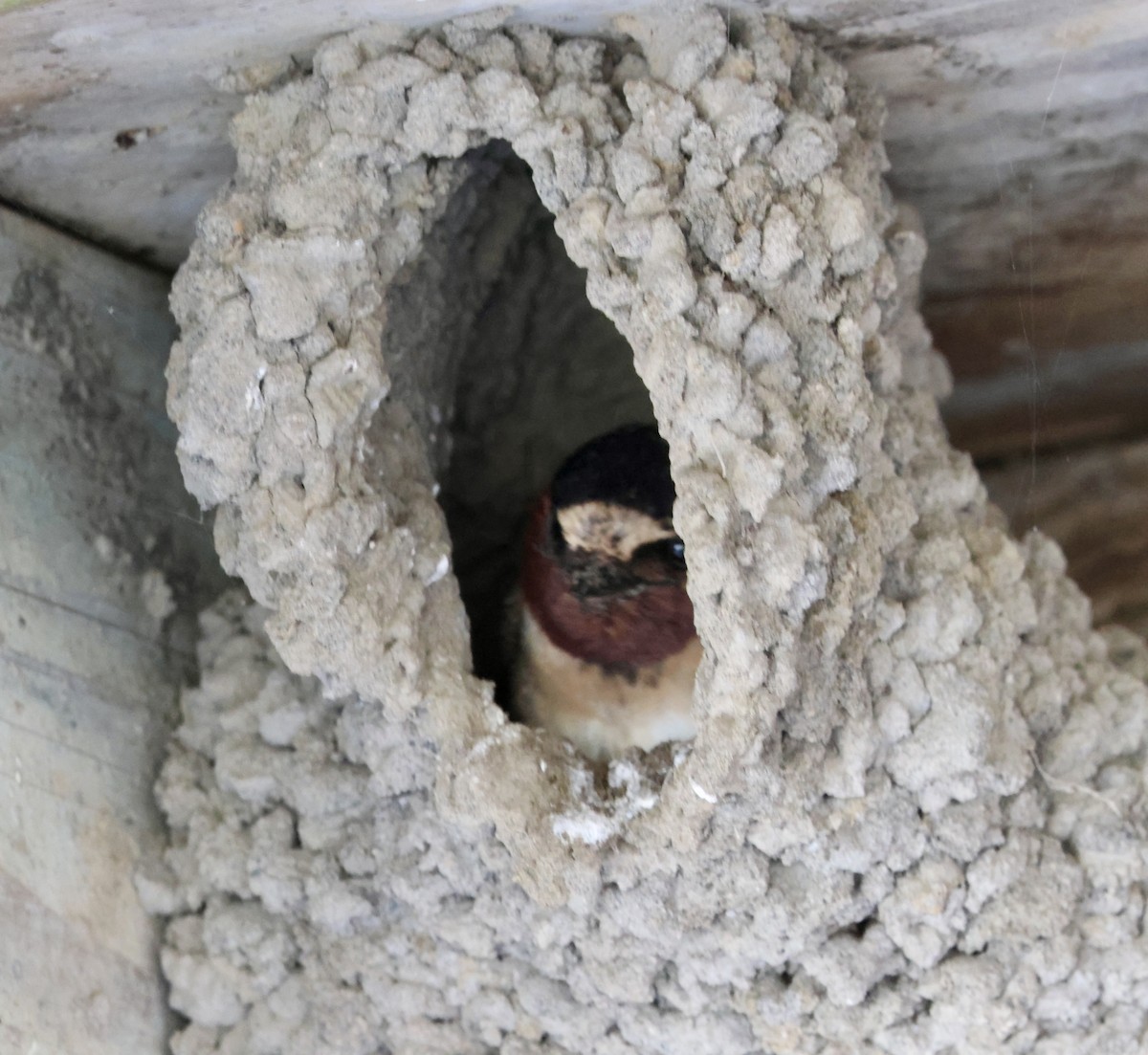 Cliff Swallow (pyrrhonota Group) - ML638651854