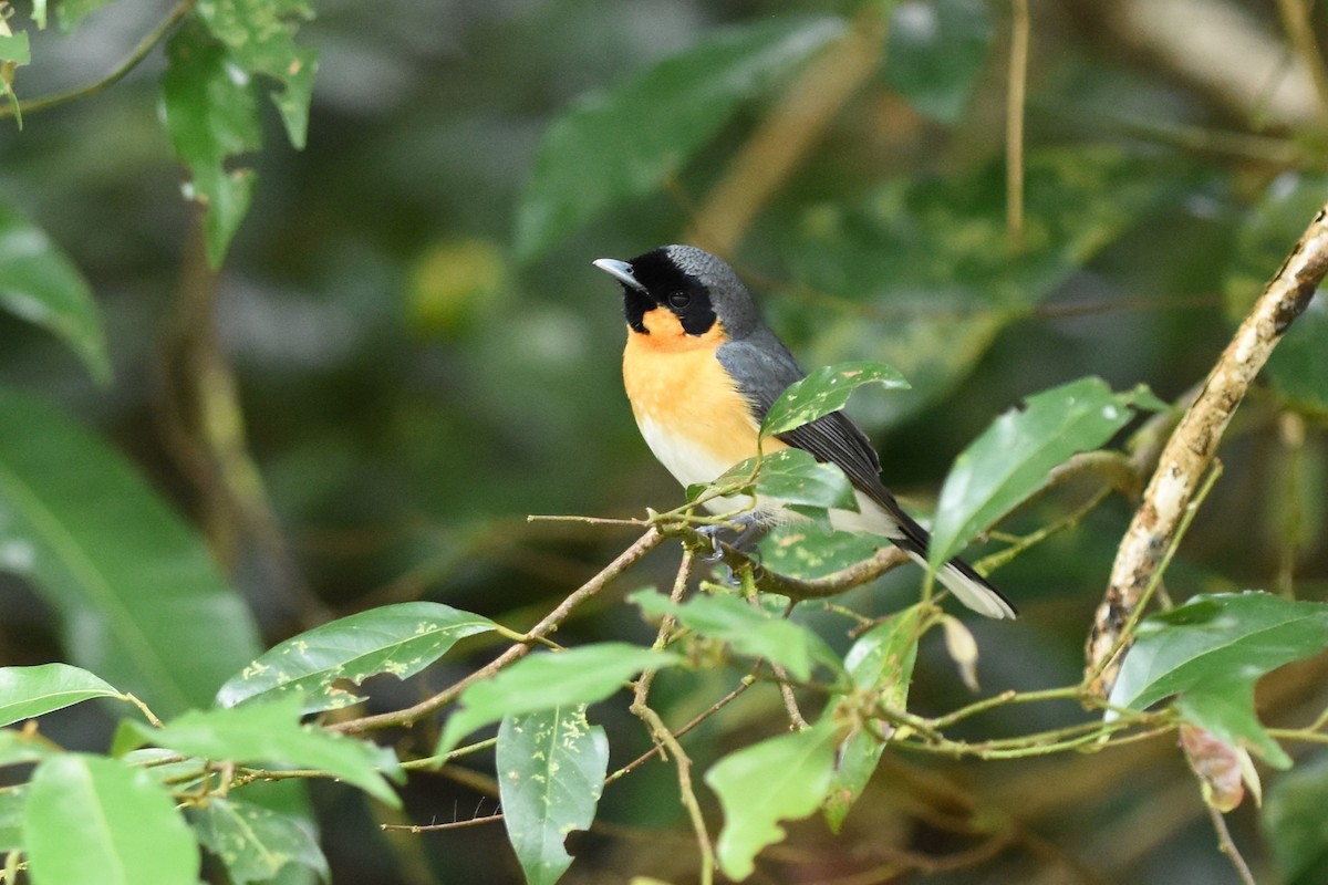 Australian Spectacled Monarch - ML638651856