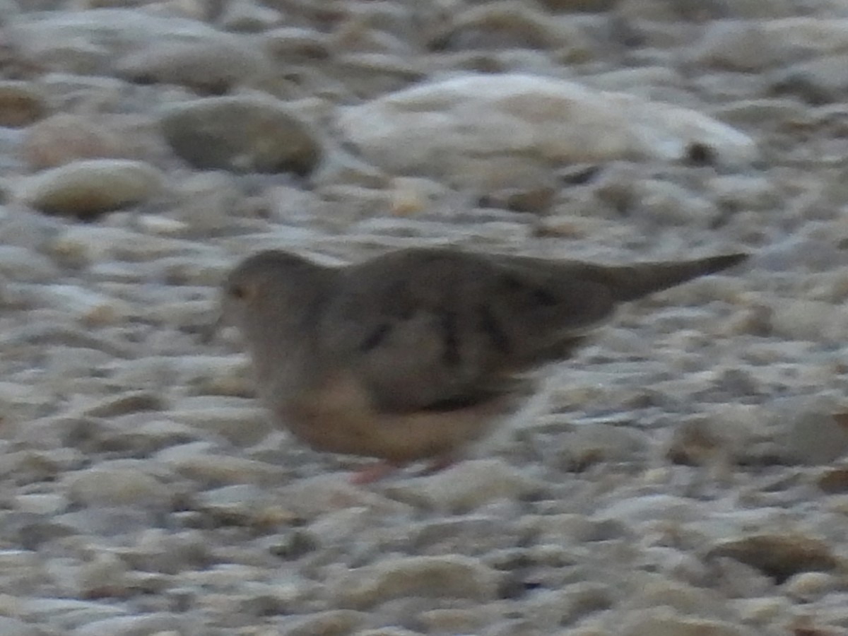 Plain-breasted Ground Dove - ML638651872