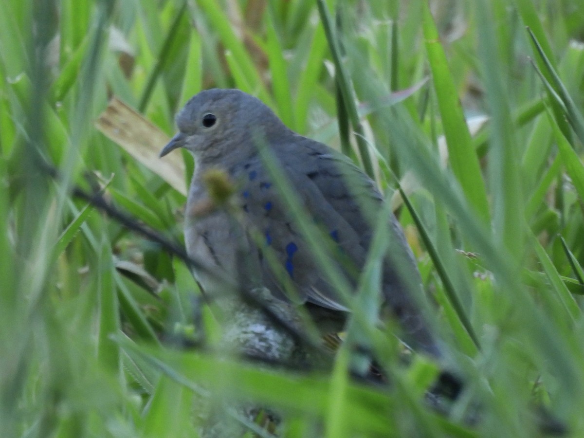 Plain-breasted Ground Dove - ML638651873