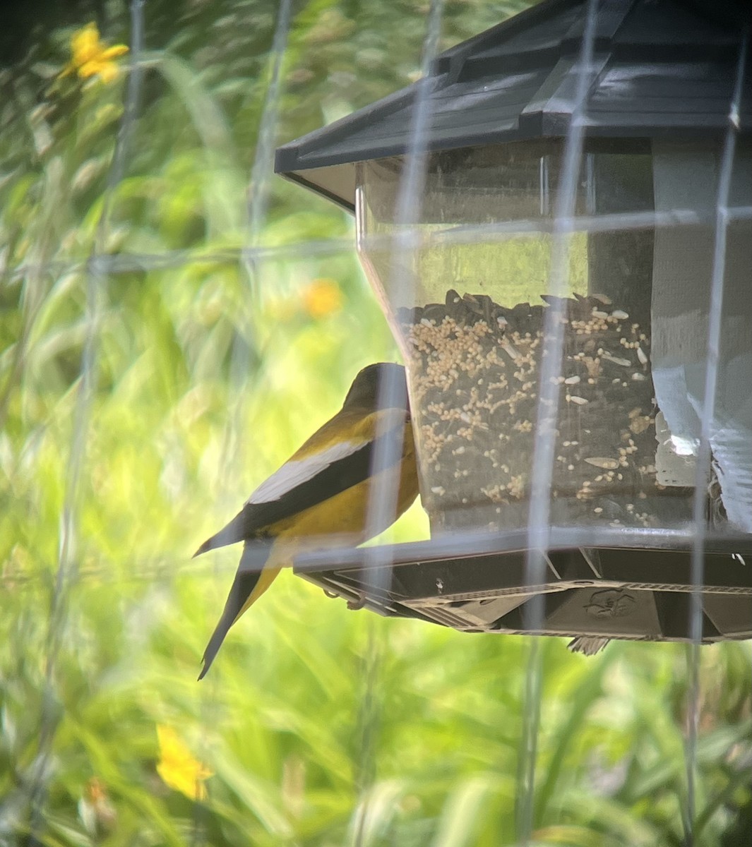 Evening Grosbeak - ML638651877