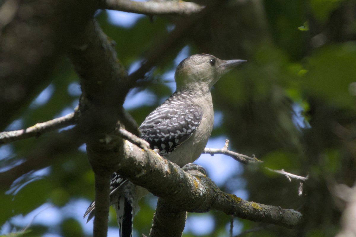 Red-bellied Woodpecker - ML638651883
