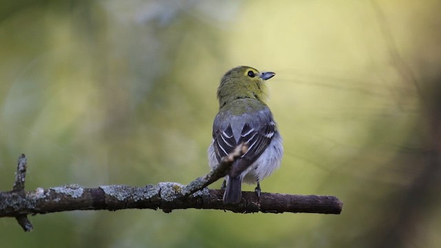 Yellow-throated Vireo - ML638651885