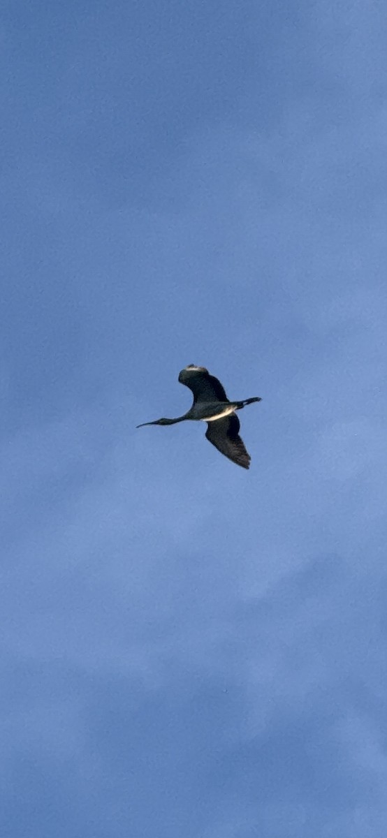 White Ibis - ML638651899